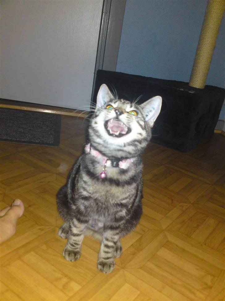 Blanding af racer Miv - tikker efter mad.. billede 12