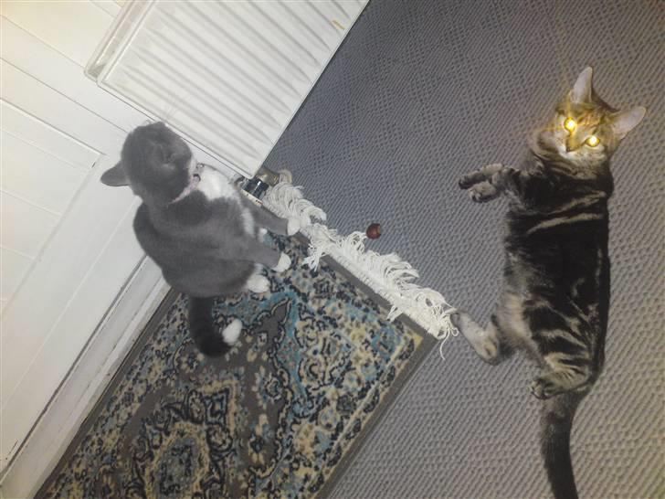 Blanding af racer Miv - Lille Miv ser farlig ud:D billede 13