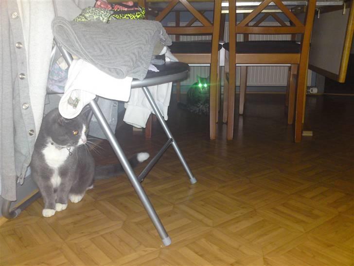 Blanding af racer Mulle RIP 31 Okt - Lille miv ser da lidt farlig ud i baggrunden :b billede 15