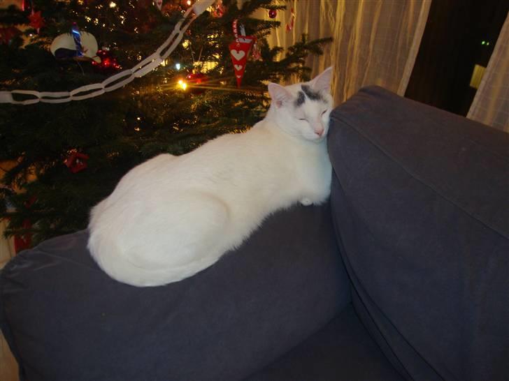 Huskat Snowie - Snowie billede 1