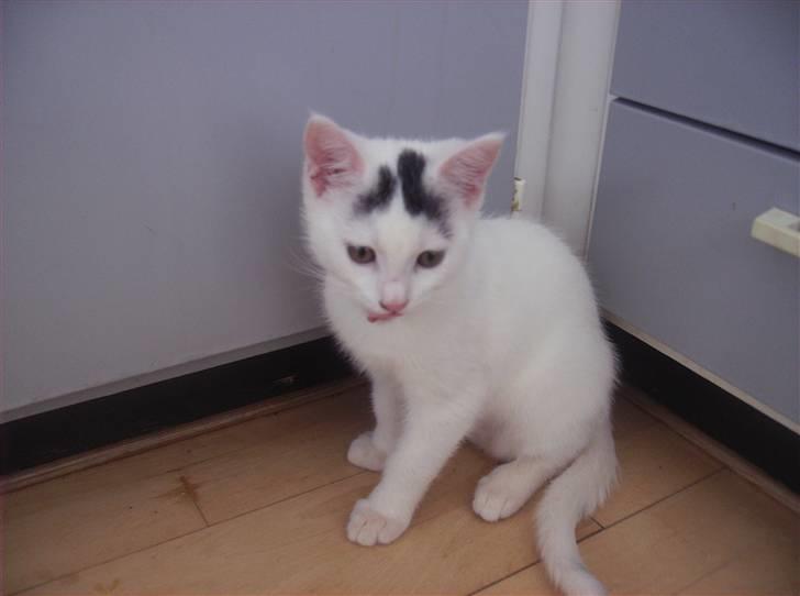 Huskat Snowie - Er stadig lidt forsigtig billede 2