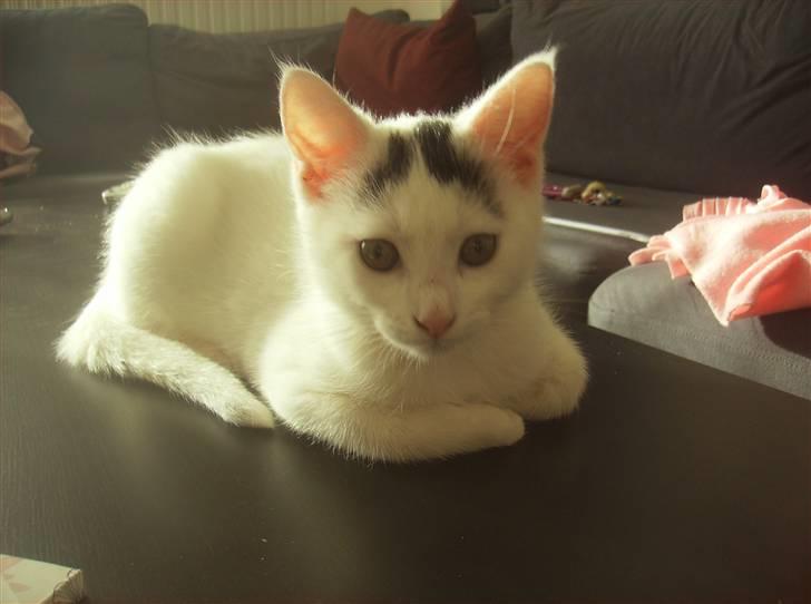 Huskat Snowie - Hov! oppe på bordet :) billede 3