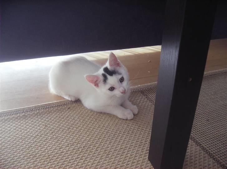 Huskat Snowie - Jeg gemmer mig lige under sofaen billede 4