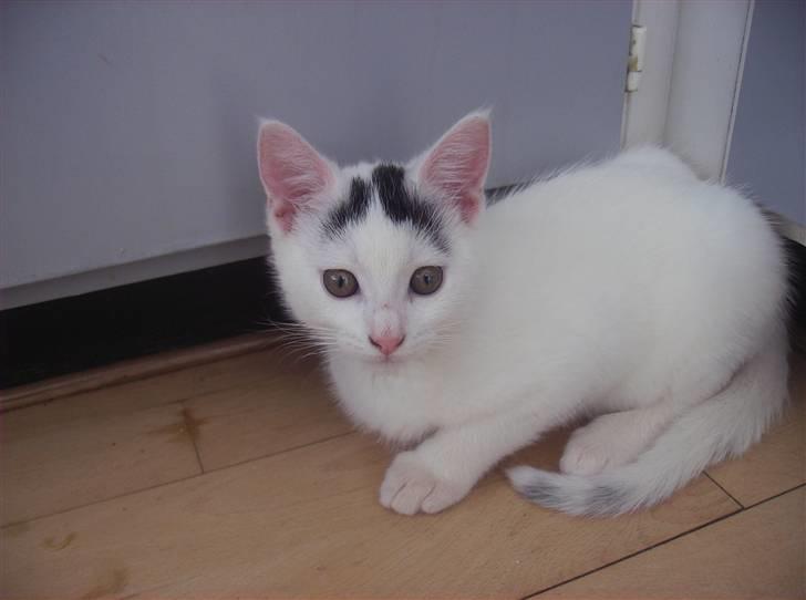 Huskat Snowie - Søde Snowie billede 5