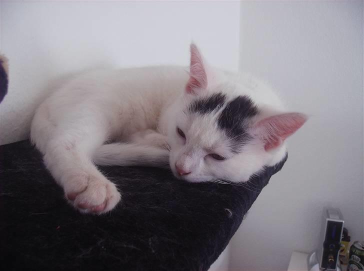 Huskat Snowie - Puha man bliver hurtig træt billede 6