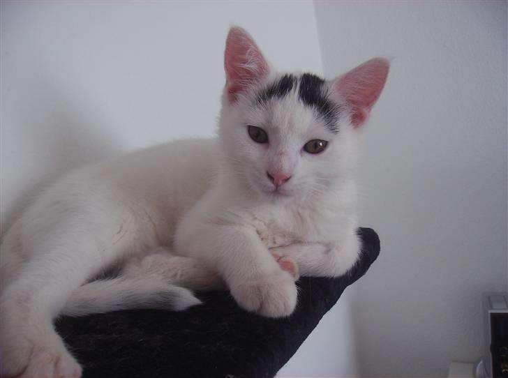 Huskat Snowie - Tager du billeder nu billede 7