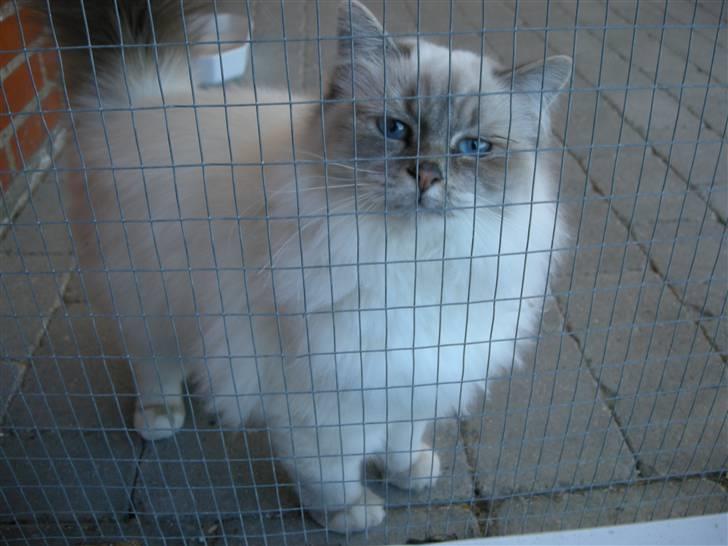 Hellig Birma Afroditte - Hej alle, derude..! billede 1