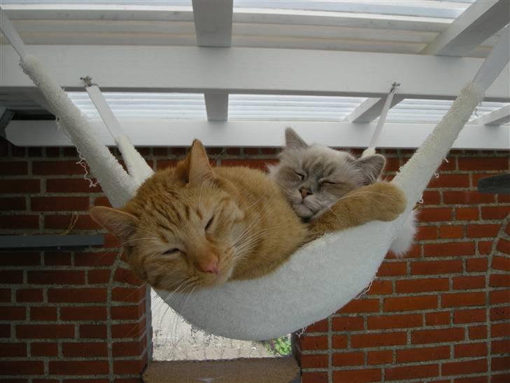 Hellig Birma Afroditte - Mig & min kæreste Monse ! :o) billede 2