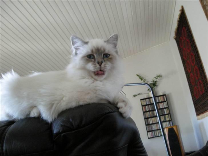 Hellig Birma Afroditte billede 3