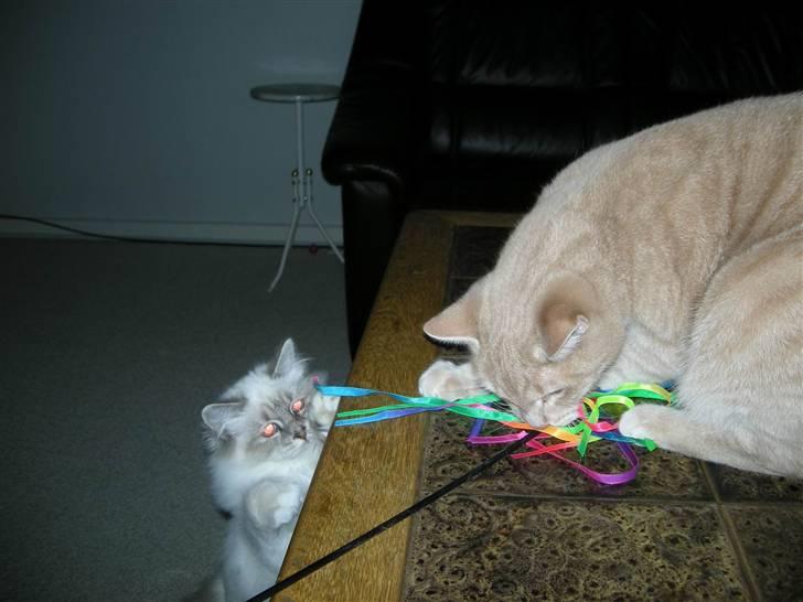 Hellig Birma Afroditte - " Hallo Grynte, det er altså mit legetøj " !! billede 4