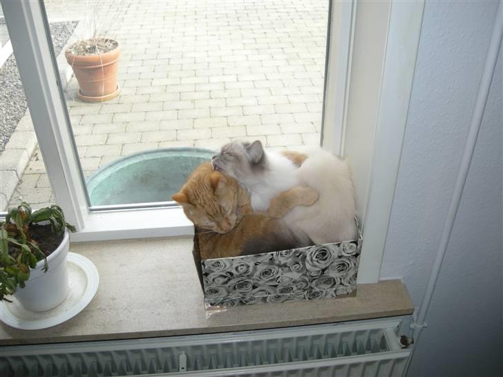 Hellig Birma Afroditte - Er der 2, der elsker hinanden..?? billede 5