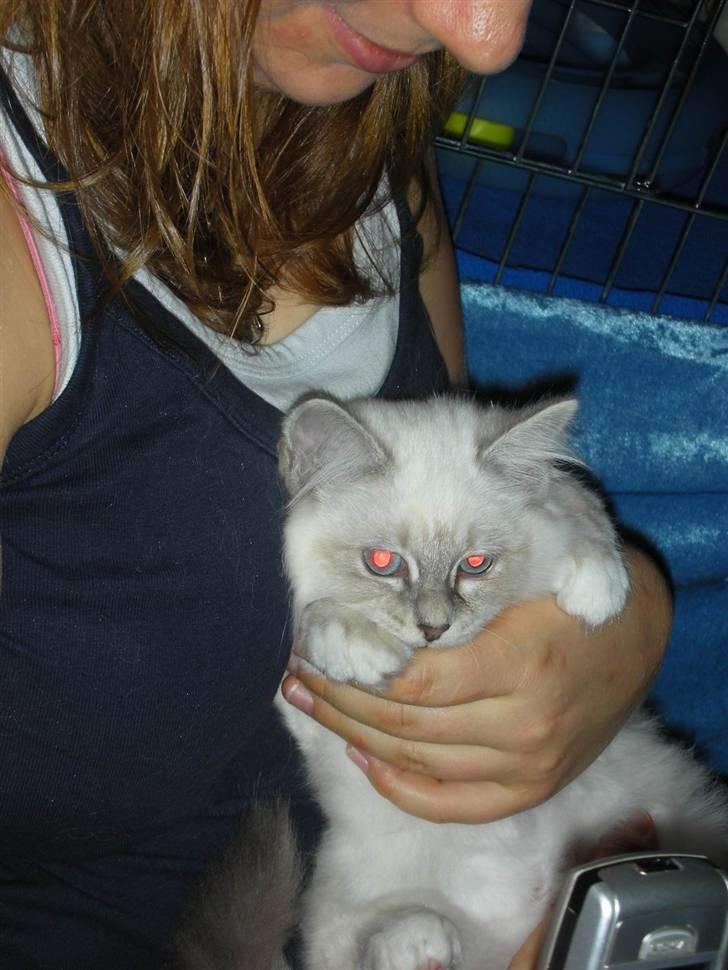 Hellig Birma Afroditte - Mig & min opdrætter-mor.. ! billede 6