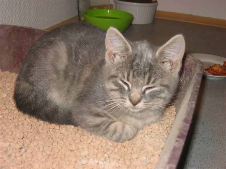 Huskat Sigurd R.I.P - Min nye seng troede jeg billede 1