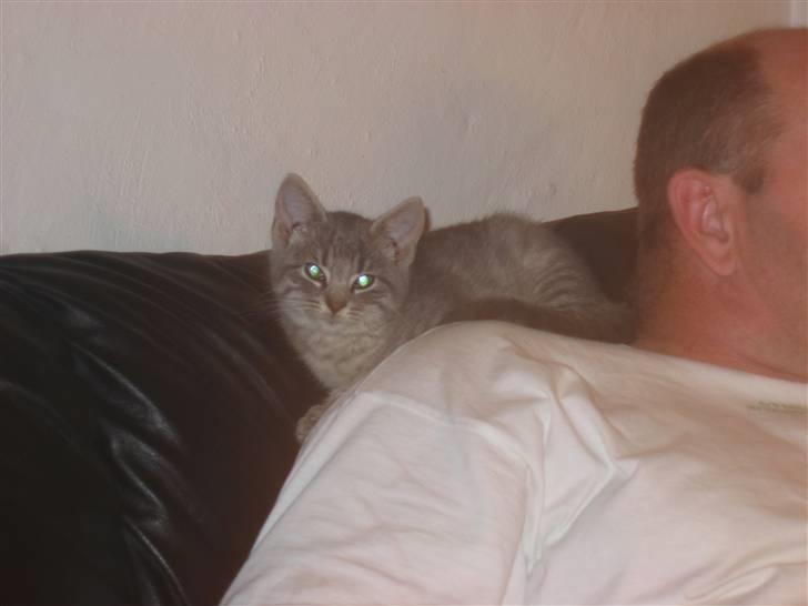 Huskat Sigurd R.I.P - Filmes igen hmmm billede 2