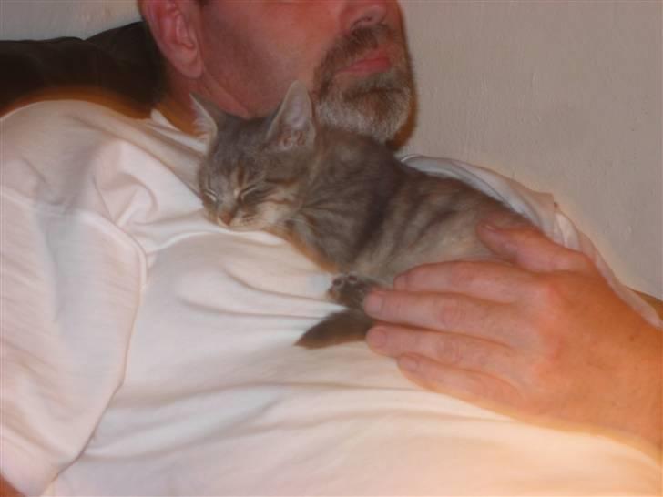 Huskat Sigurd R.I.P - Her er trygt hos far billede 3