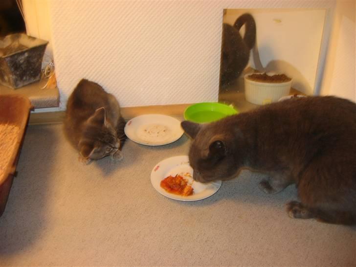 Huskat Sigurd R.I.P - Det er altså min mad billede 4