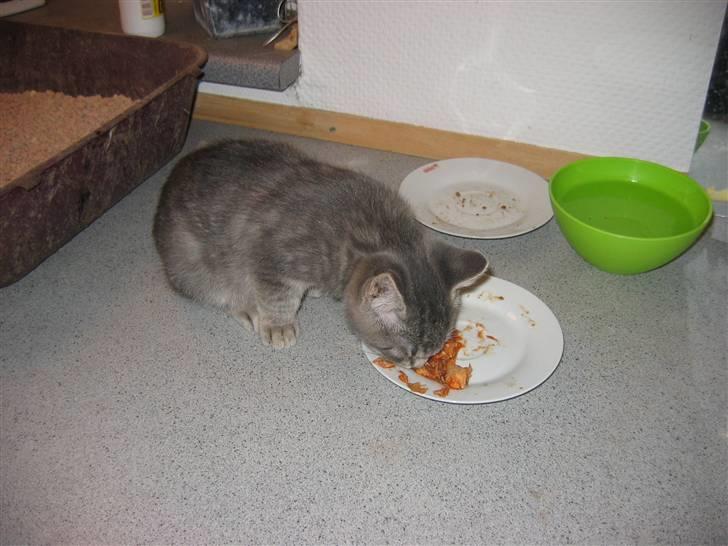 Huskat Sigurd R.I.P - Min tur til at spise lidt billede 5