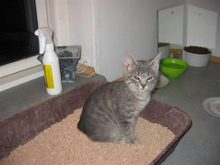 Huskat Sigurd R.I.P - Må jeg ikke sove her billede 6