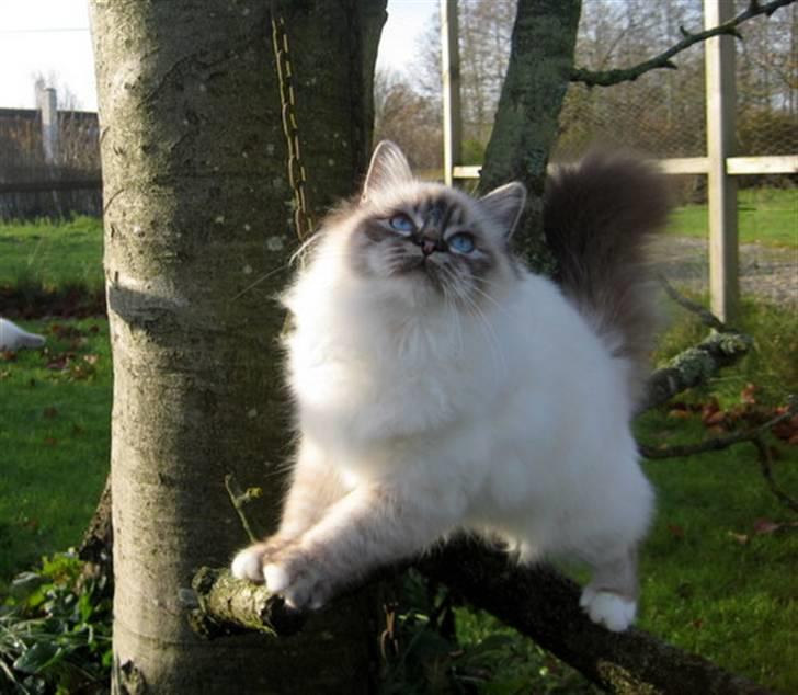 Hellig Birma Chicabee Flower Power - Flower 7 mrd billede 6