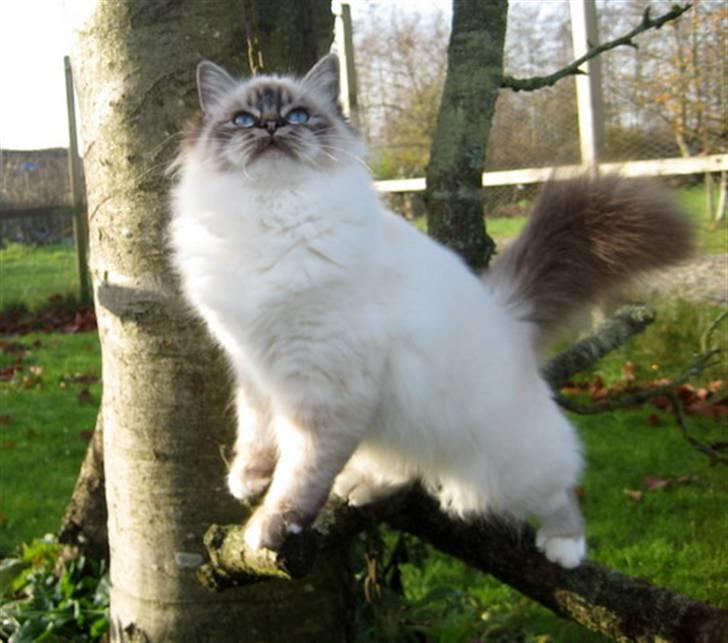 Hellig Birma Chicabee Flower Power - Flower 7 mrd billede 7