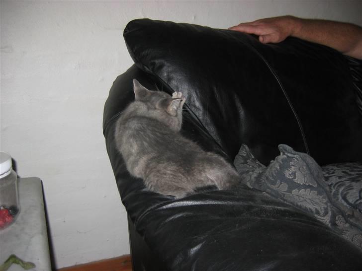 Huskat Sigurd R.I.P - Ikke så varmt her som hos far billede 7