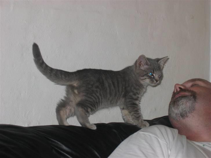 Huskat Sigurd R.I.P - skal du ha et hak i tuden billede 8