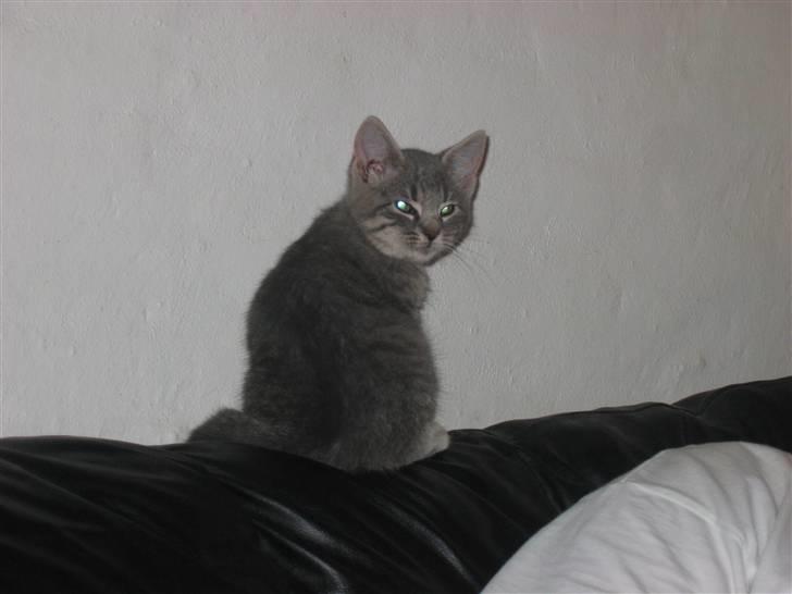 Huskat Sigurd R.I.P - Nå der kommer hunden  billede 9