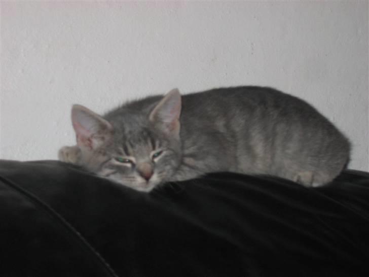 Huskat Sigurd R.I.P - ha ha sover ikke helt billede 10