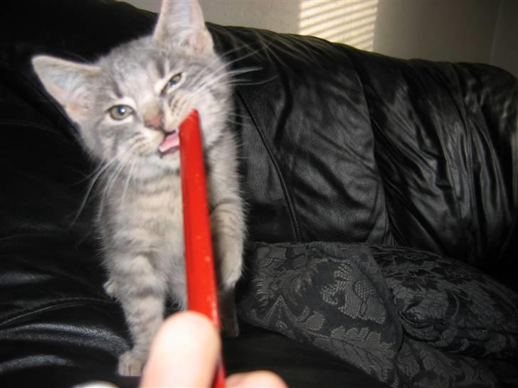 Huskat Sigurd R.I.P - underlig ting det her billede 11