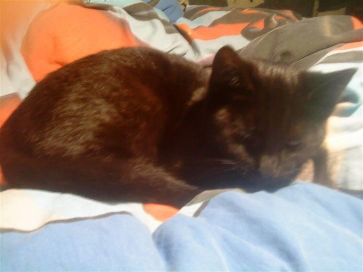 Huskat mimi billede 2