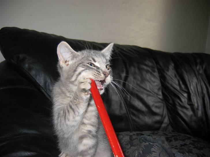 Huskat Sigurd R.I.P - Bruger mine tænder billede 12