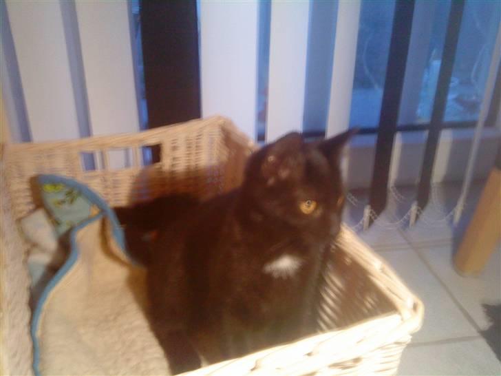 Huskat mimi billede 3