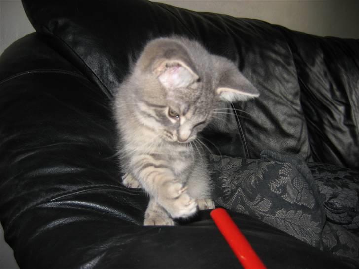 Huskat Sigurd R.I.P - Se mine klør billede 13