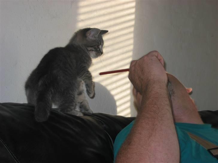 Huskat Sigurd R.I.P - Hva er det billede 14