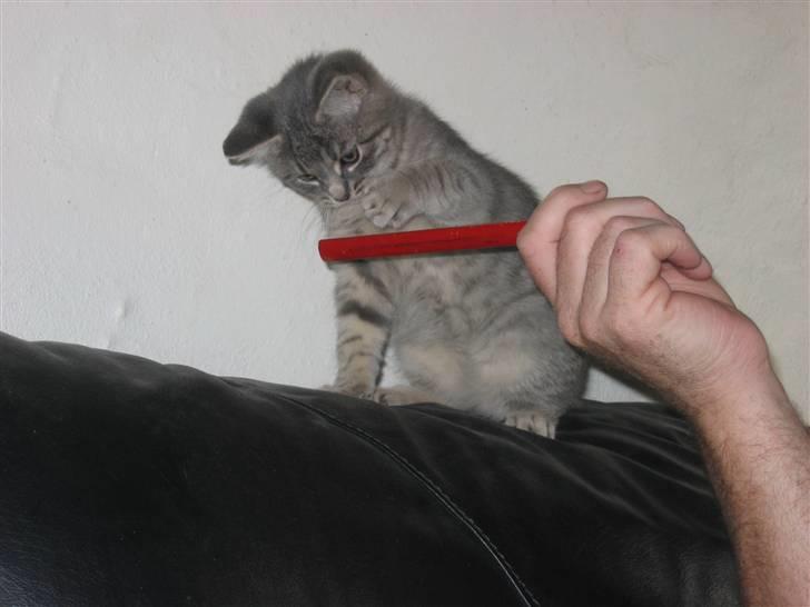 Huskat Sigurd R.I.P - skal du have tæsk billede 15