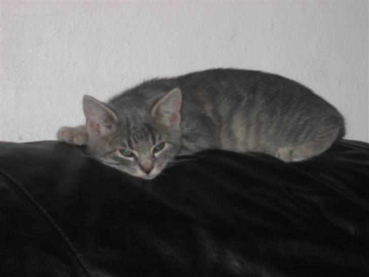 Huskat Sigurd R.I.P - Sover stadig ikke helt billede 16