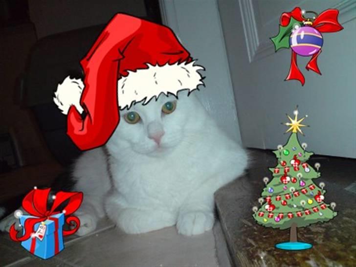 Huskat Fonzie - Ligger ved døren og venter på julemanden.....mon han har noget godt med til mig i år ? (tak til Heidi for det supergode billede) billede 15