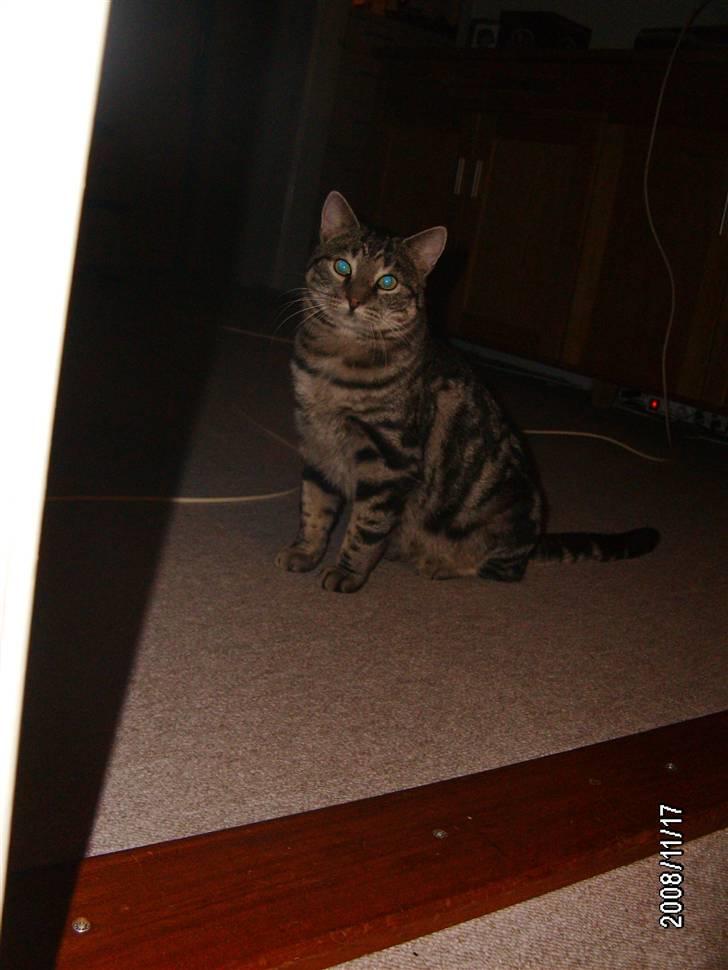 Huskat Millions | †Simba† | billede 1