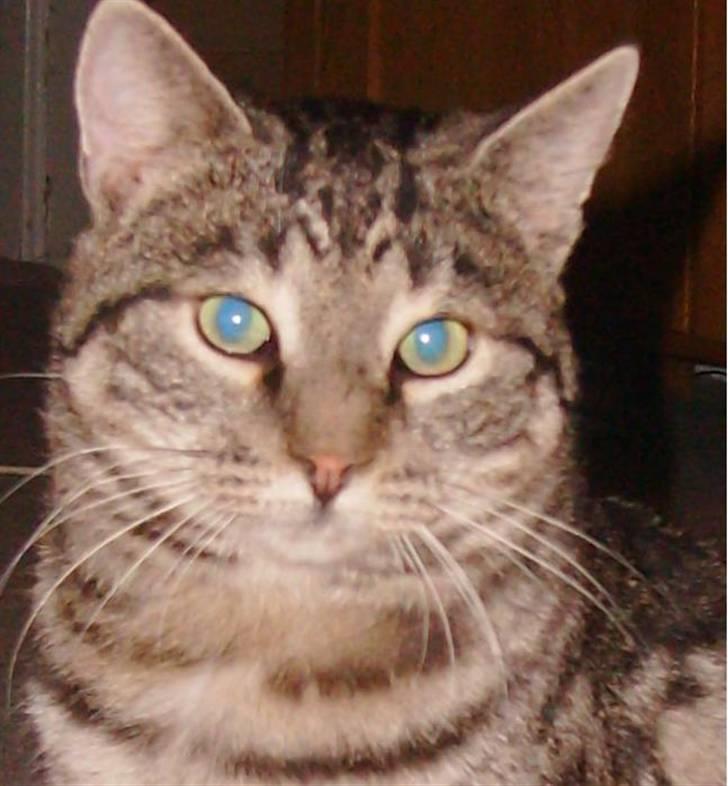 Huskat Millions | †Simba† | billede 2