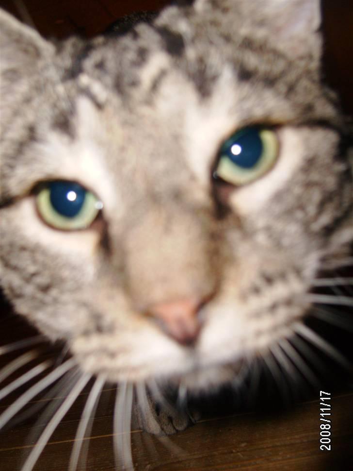 Huskat Millions | †Simba† | billede 3