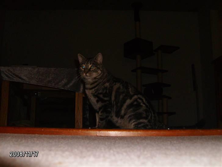 Huskat Millions | †Simba† | billede 4