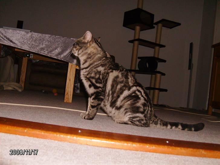 Huskat Millions | †Simba† | billede 5