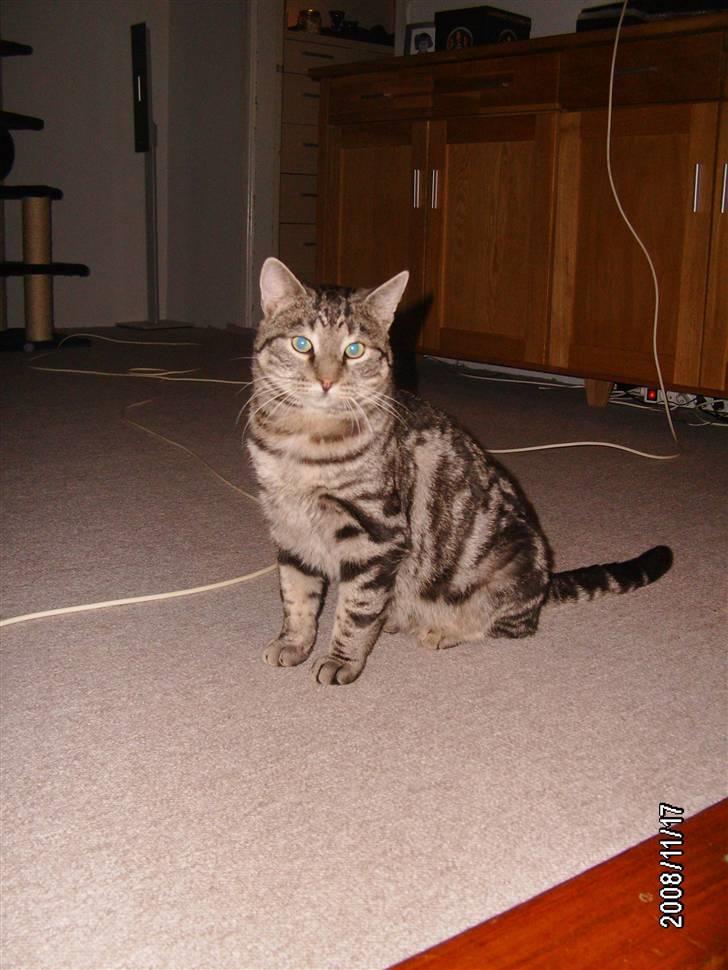 Huskat Millions | †Simba† | billede 6