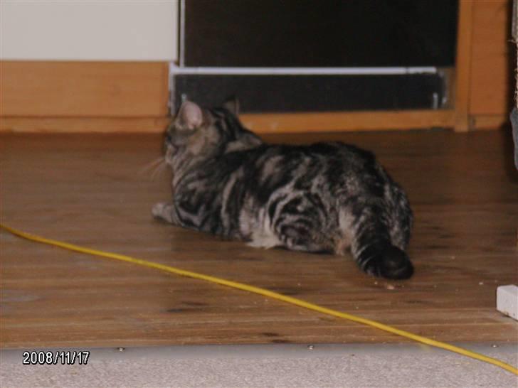 Huskat Millions | †Simba† | billede 7