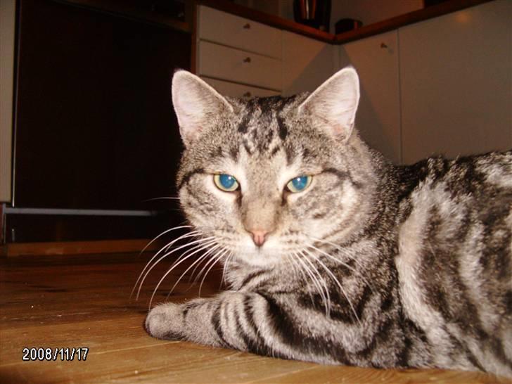 Huskat Millions | †Simba† | billede 8