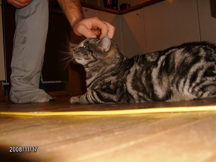 Huskat Millions | †Simba† | billede 9