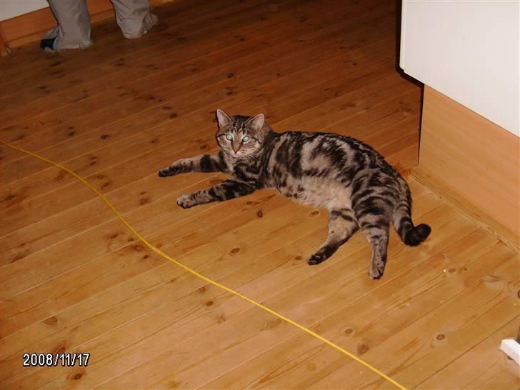 Huskat Millions | †Simba† | billede 10