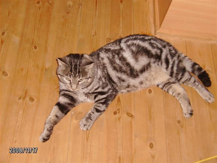 Huskat Millions | †Simba† | billede 11