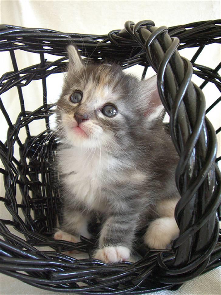 Norsk Skovkat IP DK*Cayica's Muraco Achal - 4 uger gammel billede 18