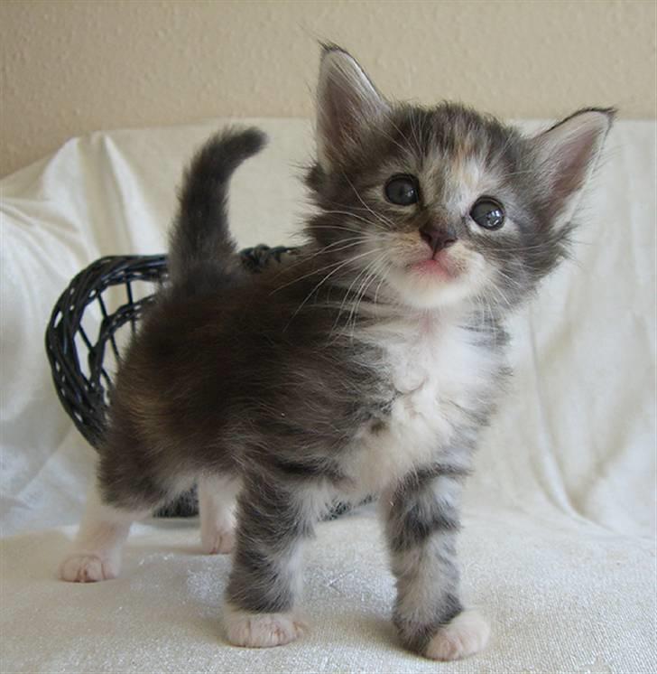 Norsk Skovkat IP DK*Cayica's Muraco Achal - 4 uger gammel billede 19